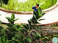 中心水体不仅将整个庭院变得灵巧，更增加了各景观元素的“向心力”和亲切感