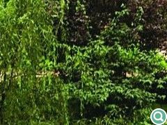 从居民楼对中庭的小角度鸟瞰，各种石景元素掩映在葱苍绿化中，相得益彰