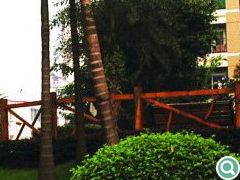 高大的棕榈乔木与灌木及地被形成的独特围合空间